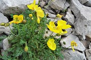 39 Nel Mandrone Papavero alpino (Papaver rhaeticum) malconcio per i temporaloini